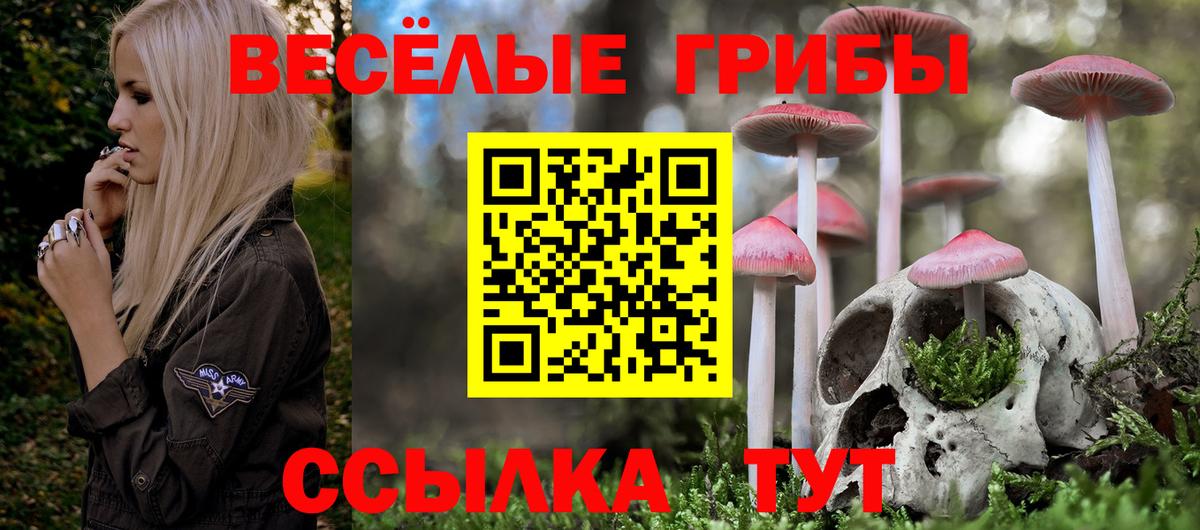 Галлюциногенные грибы Psilocybe Городец